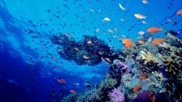 «Быстрые и огромные изменения»: к чему приведет рекордное потепление Мирового океана