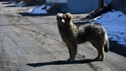 В Забайкальске водитель приковал собаку к бамперу и протащил по асфальту