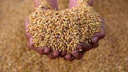 «Маховик уже запущен»: почему в мире уменьшатся урожаи и подорожают продукты