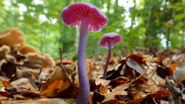 Беседы после дождя: ученые выяснили, как общаются лесные грибы