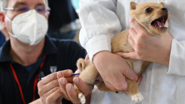 В Петербурге появится новая российская прививка для собак