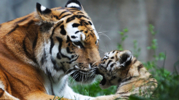 Редкие кадры: тигрица Северина из Приморья впервые стала мамой