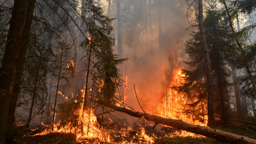 В огне: природные пожары охватывают новые регионы России