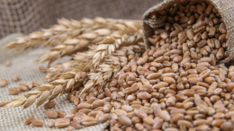 «Предстоит принять решение»: в Кремле озвучили планы по зерновой сделке