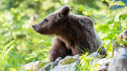 Неожиданная встреча: жители Южно-Сахалинска застали за трапезой молодого медведя