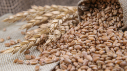 «Относительный результат»: Кремль о продлении зерновой сделки на два месяца