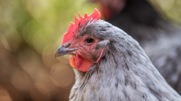 Чем опасен птичий грипп и как отличить его от ОРВИ по симптомам