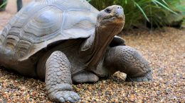 Внезапный ареал: черепахи атаковали садоводов на юге России
