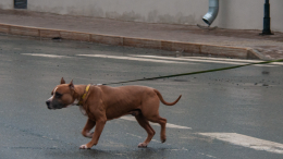 Чуть не вцепилась в лицо: собака набросилась на женщину в Петербурге