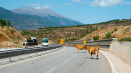 «Гость с Дикого Запада»: в США привлекли ковбоя для поимки сбежавшей коровы