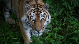 Много рваных ран и три версии инцидента: тигр напал на женщину в Приморье
