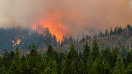 Стихия подошла к домам: масштабные лесные пожары бушуют в Канаде