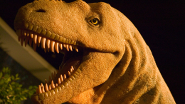 Пришлось спасать: аниматор в костюме динозавра застрял в лифте Новосибирска