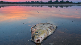 Удар по фауне: В нацпарке Херсонской области погибли тысячи животных