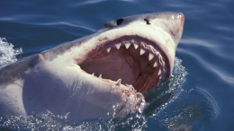 «На моих глазах!» — россиянин погиб в результате нападения акулы в Хургаде