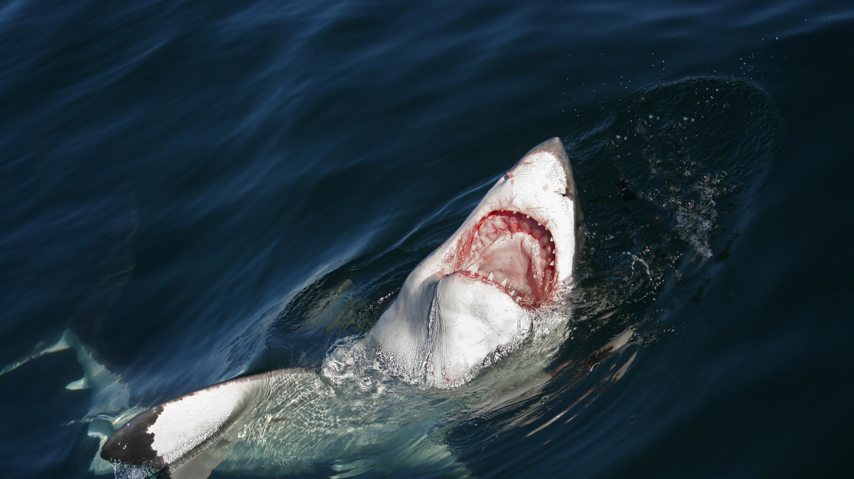 Какие акулы опасны для человека