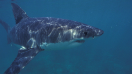 Не оставляют шансов: что известно о напавшей на россиянина акуле в Египте