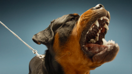 Владельцев потенциально опасных пород собак обяжут получать лицензию