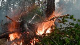 Путин выразил соболезнования Токаеву в связи с масштабными лесными пожарами
