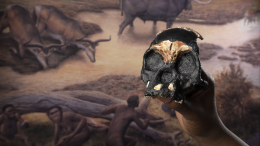Они были умными: ученые рассказали о сложных обрядах «звездных» людей Homo naledi