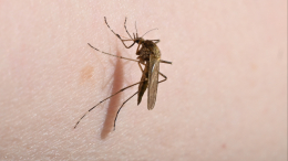 Маленькие кровососы: чем опасны комары и какие болезни они переносят