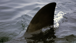 Останки растерзанного акулой россиянина переданы из Египта для отправки домой