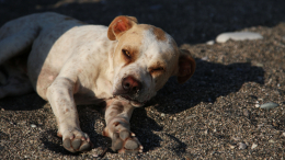 В Приморье подростки зверски убили собаку