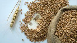 «Ситуация кристально прозрачна»: Песков высказался о зерновой сделке