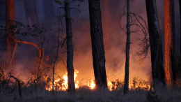 В Госдуме назвали причиной лесных пожаров недостаток дождей