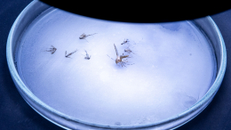Минобороны: США пытаются вывести насекомых-переносчиков опасных вирусов