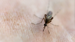 Зуд и чесотка: как быстро избавиться от последствий укусов комаров