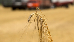 В ООН сообщили о продолжении работы с РФ и Украиной по продлению зерновой сделки