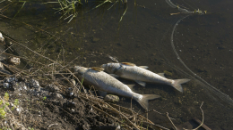 В Херсонской области заявили об экологической катастрофе в нижнем течении Днепра