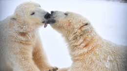«Роснефть» отметила десятилетнюю годовщину опеки над белыми медведями