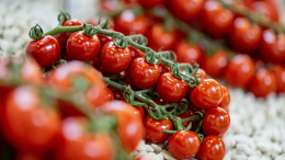 Все о помидоре: как получить максимальную пользу от употребления томатов