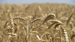 МИД: по Меморандуму Россия — ООН в рамках «зерновой сделки» не сделано ничего