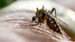 Впервые за 20 лет случаи заболевания малярией выявили в США
