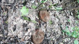 Петербуржцы нашли три мины во время похорон кота