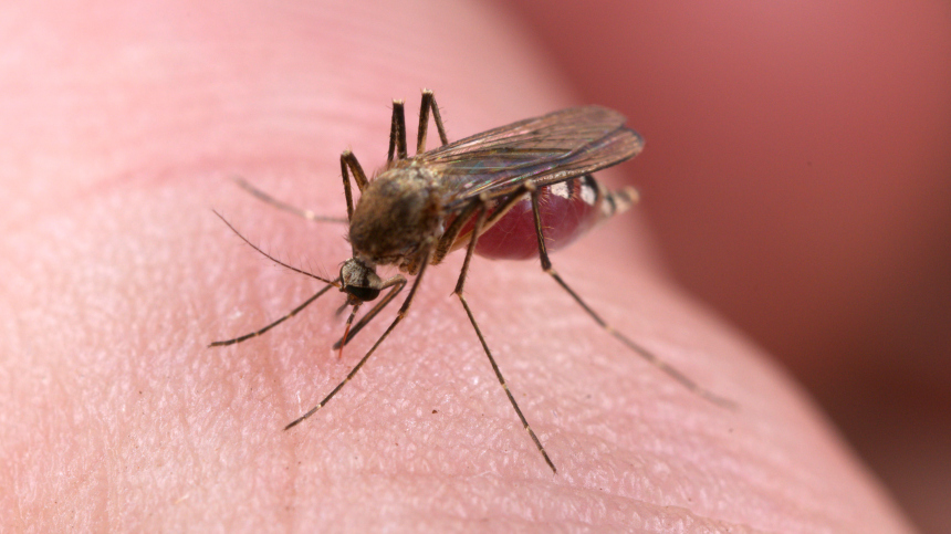 «Смешайте пару „горошинок“»: раскрыто неочевидное средство защиты от комаров