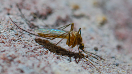 В Финляндии обнаружили новый вид комаров, который распространяет вирус Западного Нила