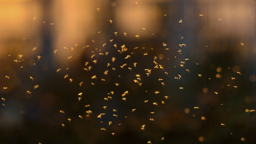 «Библейская чума»: в Нью-Йорке испугались нашествия странных насекомых