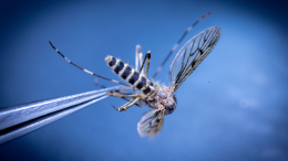 Не только в теории? Почему комары из Финляндии опасны для жителей Ленобласти