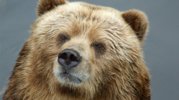 В Забайкалье мясом медведя отравились 13 человек