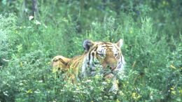 Не съедобно: в Приморье тигр попал в фотоловушку, изучая странный предмет