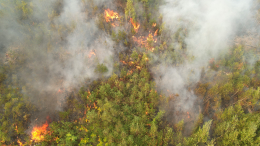 Охвачено 100 тысяч гектаров: масштабные лесные пожары окутали Якутию