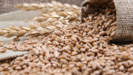 МИД РФ заявил об отсутствии оснований для продолжения «зерновой сделки»