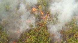 Брошены огромные силы: лесные пожары в Якутии не отступают под натиском МЧС