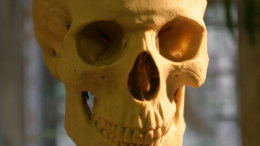 Загадочная находка: какой секрет хранит череп с идеальным отверстием, найденный в Петербурге