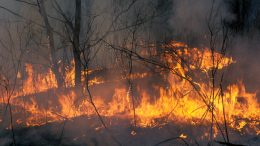 В ХМАО ввели режим ЧС из-за лесных пожаров