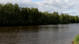 Вода в реке Хорота в Сочи достигла опасных отметок